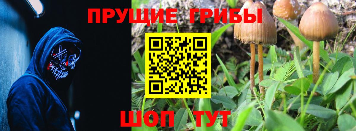 Псилоцибиновые грибы Psilocybine cubensis Оренбург